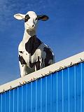 Cow On A Roof_DSCF03165